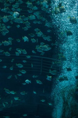 Mavi suda yüzen balık