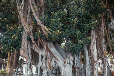 Bahçedeki ya da parktaki büyük ağaç