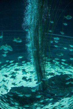 Mavi suda yüzen balık