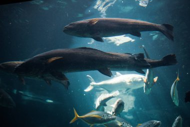 Mavi suda yüzen balık