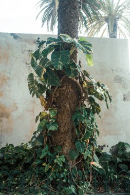 Bahçede yeşil yapraklı ağaç