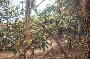Güneşli bahçede tropik bitkiler