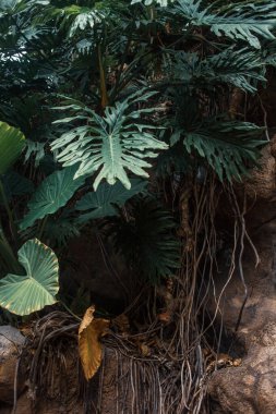 Doğadaki tropikal bitkilerin yeşil yapraklarına yakın.