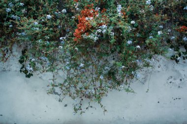 Duvarda renkli çiçekler