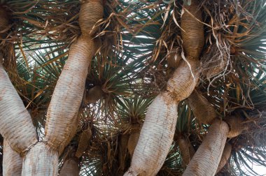 Güneşli bahçede tropik bir ağaç