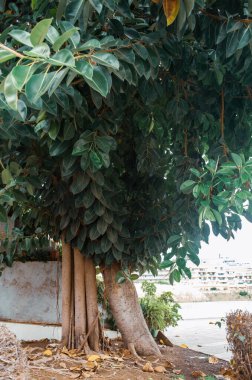 Yeşil yaprakları ile güzel ağaç