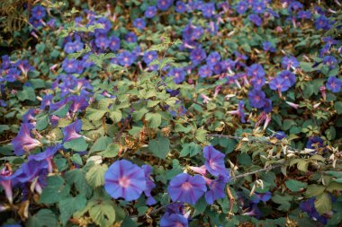 Yeşil bahçesinde mor çiçekler