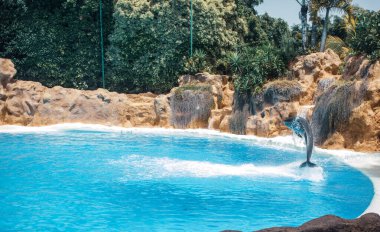 Yunus mavi havuzda zıplıyor