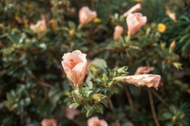 Bahçedeki güzel pembe çiçekler