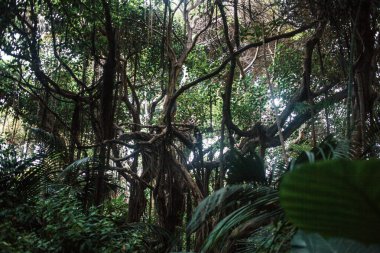 Gündüz vakti güzel tropikal ormanlar