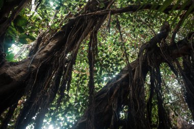 Çeşitli bitkileri olan tropik bir orman.