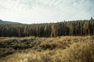 güzel dağ manzarası ile orman