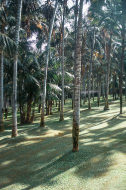 palmiye ağaçları tropikal Park