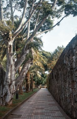 Güneşli parktaki patika