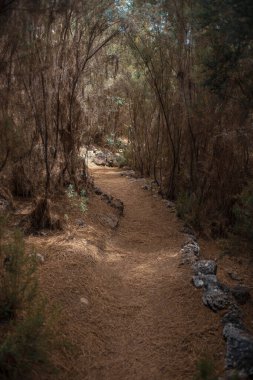Dağ ormanlarında taşlı patika