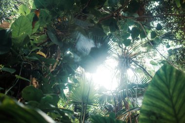 Çeşitli bitkileri olan tropik bir orman.