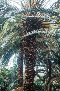 palmiye ağaçları tropikal Park