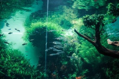 Bir balık ve deniz yosununun sualtı görüntüsü