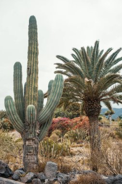 Kuru kaktüslü çöl manzarası