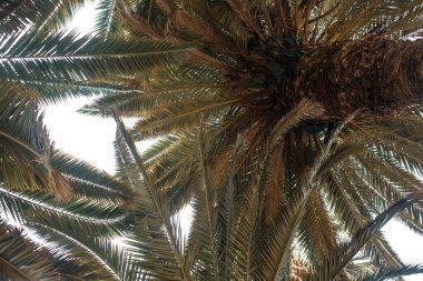 Alt görünümü ve palmiye ağaçlarının
