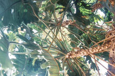 Tropik bitkilerle dolu güzel bir bahçe.