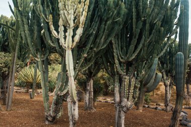 Bahçede tropik çöl kaktüsleri
