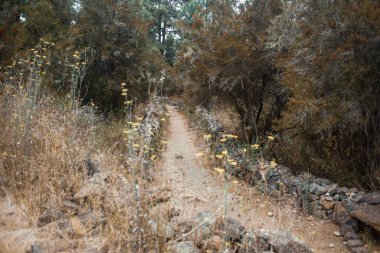 Dağ ormanlarında taşlı patika