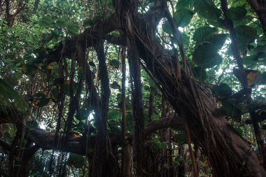 Çeşitli bitkileri olan tropik bir orman.