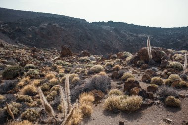 Güzel kayalık dağ çölü