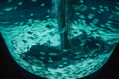 Bir balık ve deniz yosununun sualtı görüntüsü