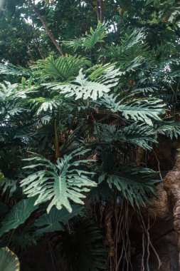 Çeşitli bitkileri olan tropik bir orman.