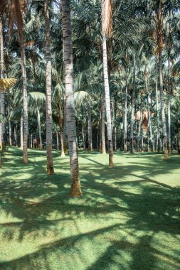 palmiye ağaçları tropikal Park