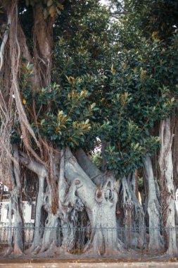 Akdeniz şehir bahçesindeki ağaçlar 