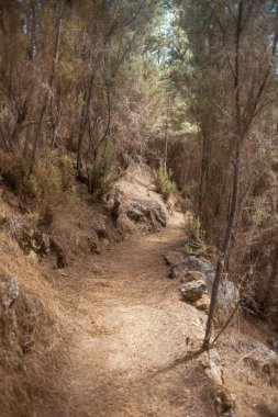 Kuru dağ ormanlarında yol