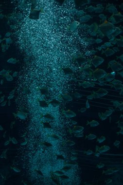 Mavi suda yüzen balık