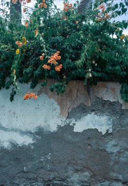 Duvarın üzerinde çiçekler ve yeşil yapraklar