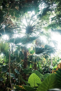 Tropik bitkilerle dolu güzel bir bahçe.