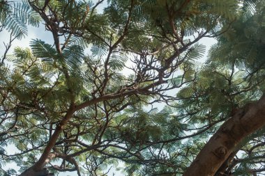 Akdeniz ağaçlarının alt görünümü