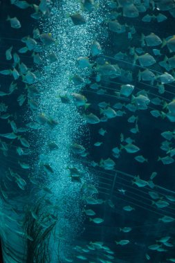 Mavi suda yüzen balık