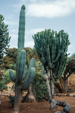 Tenerife 'nin yeşil kaktüsleri, Kanarya Adası, İspanya