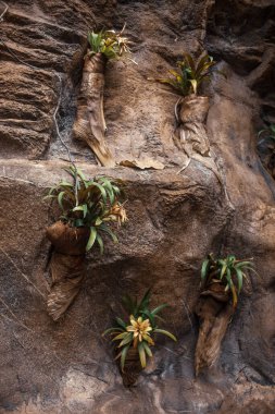 Tenerife 'nin tropikal bitkileri, Kanarya Adası, İspanya 