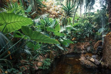 Tropik bitkilerle dolu güzel bir bahçe.