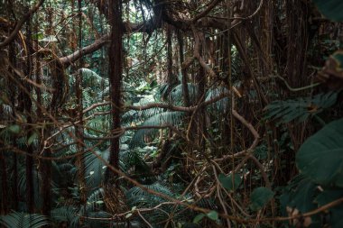 Çeşitli bitkileri olan tropik bir orman.