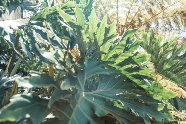 Tropik bitkilerle dolu güzel bir bahçe.