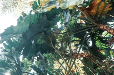 Tropik bitkilerle dolu güzel bir bahçe.