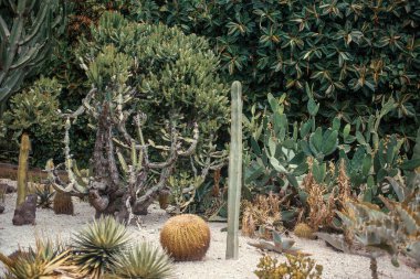 Parktaki tropik kaktüs