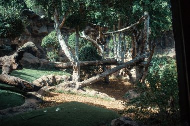 Tenerife 'deki orman ağaçları, Kanarya Adası, İspanya, Avrupa