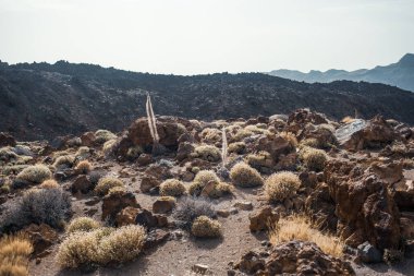 Tenerife volkanik manzarası, Kanarya Adası, İspanya