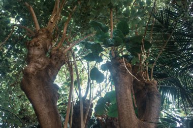 Tropik bitkilerle dolu güzel bir bahçe.