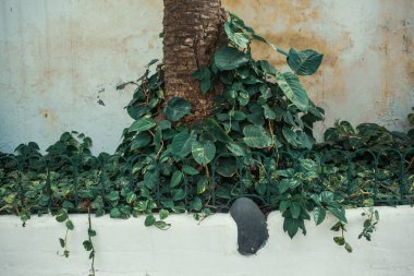 Tenerife, Kanarya Adası, İspanya ve Avrupa 'daki tropik yeşil bitkilere yakın çekim